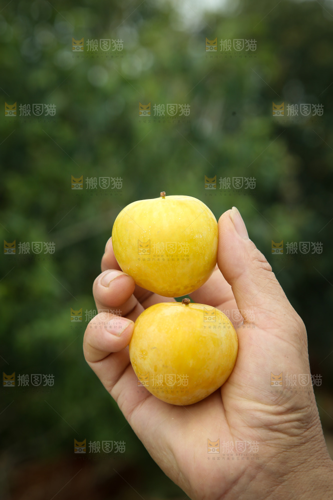 桃花李