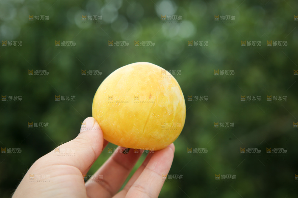 桃花李
