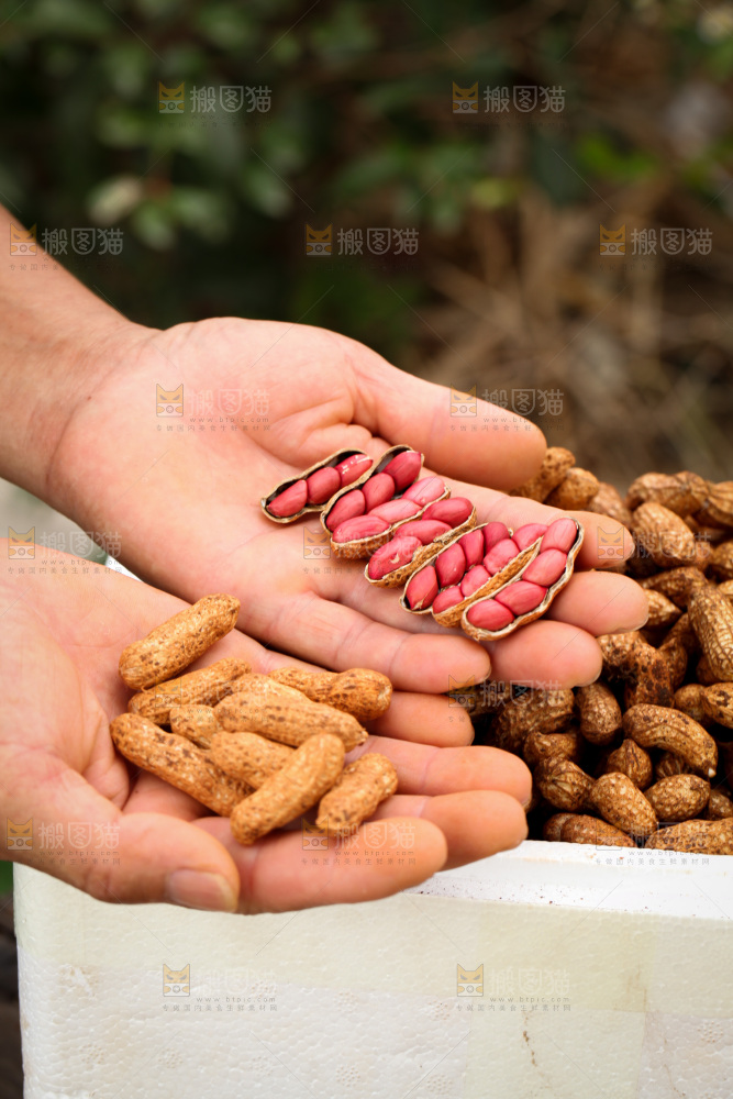 红皮花生