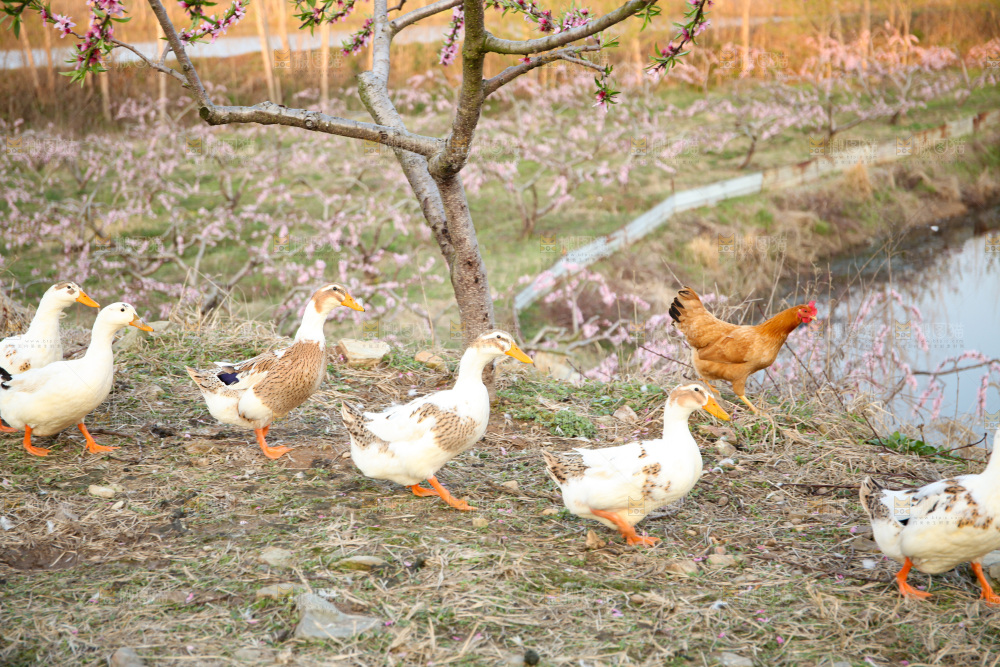 鸭子
