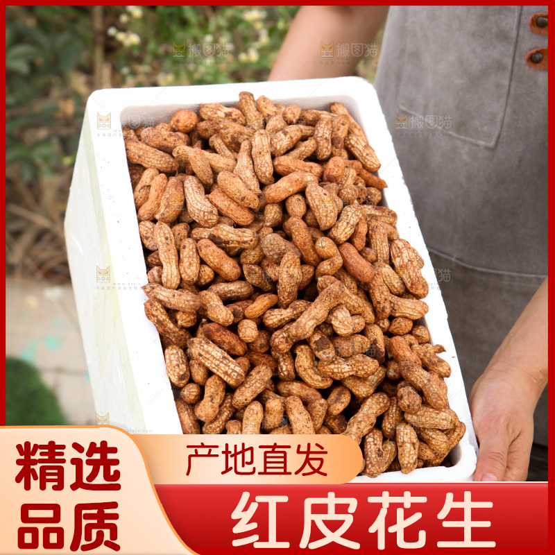 红皮花生