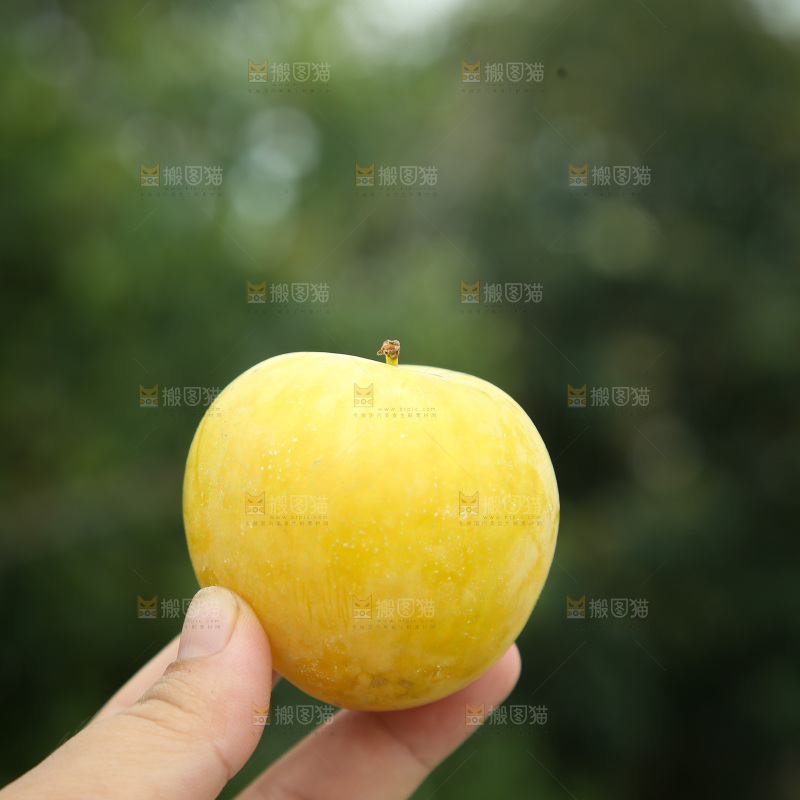 桃花李