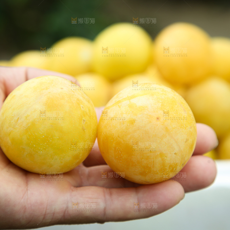桃花李