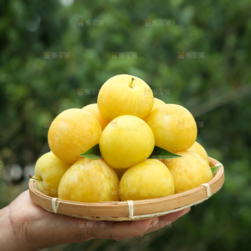 桃花李