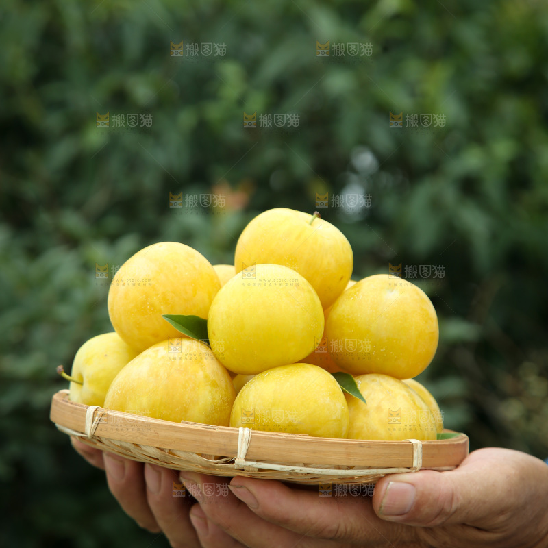 桃花李
