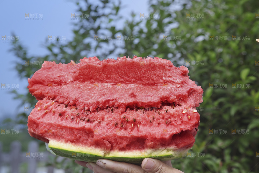 石头瓜