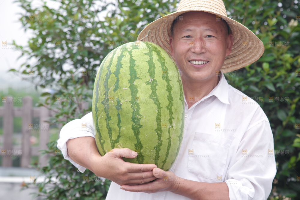 石头瓜