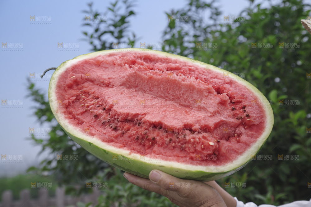 石头瓜