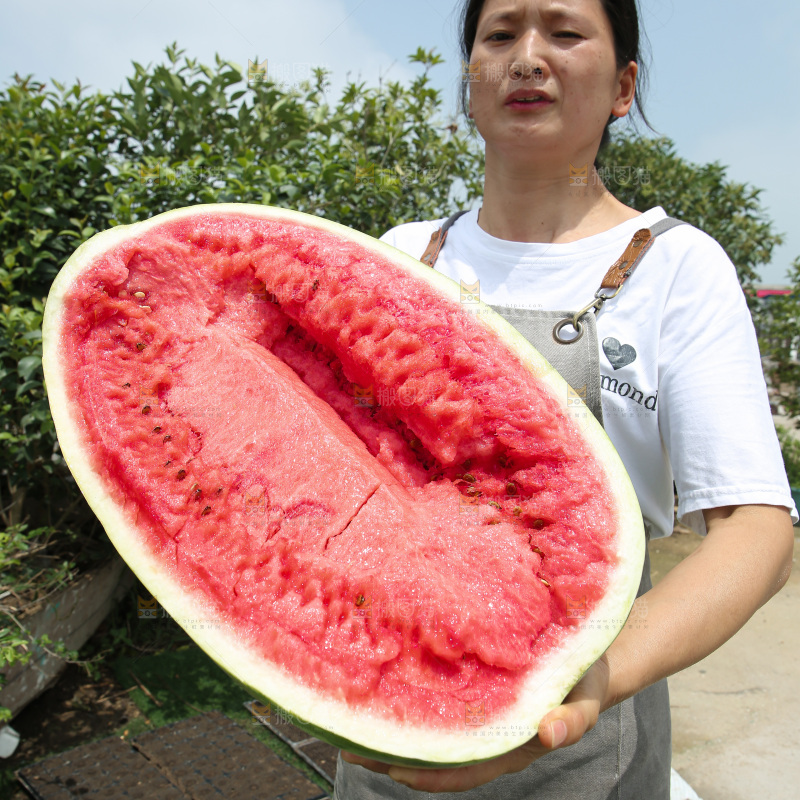 石头瓜