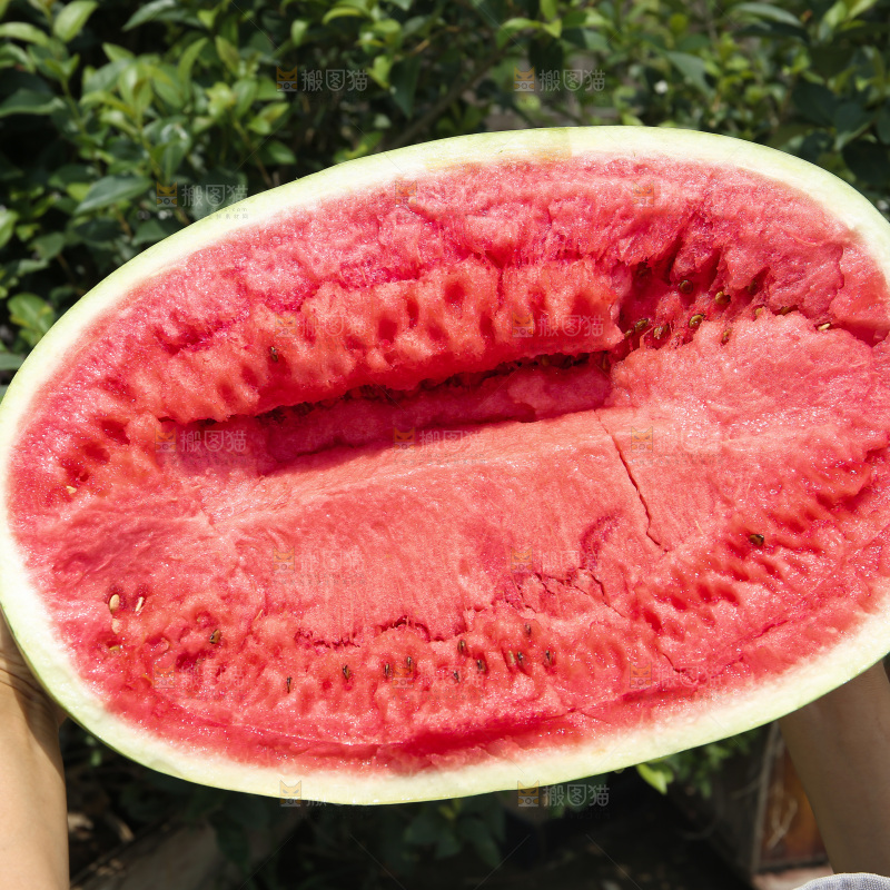 石头瓜