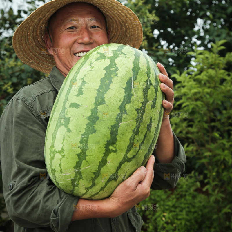 石头瓜