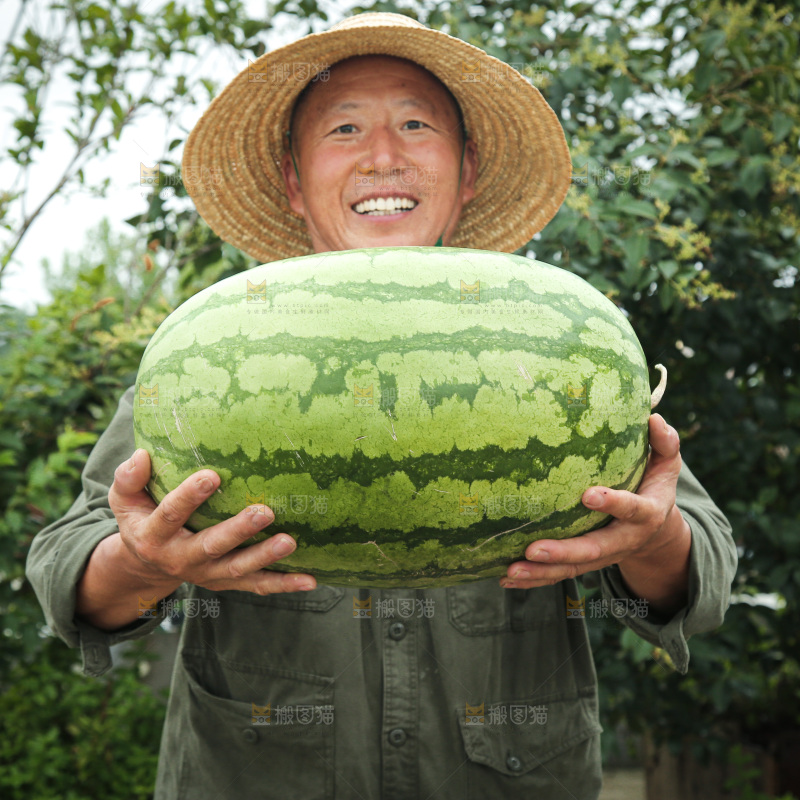 石头瓜