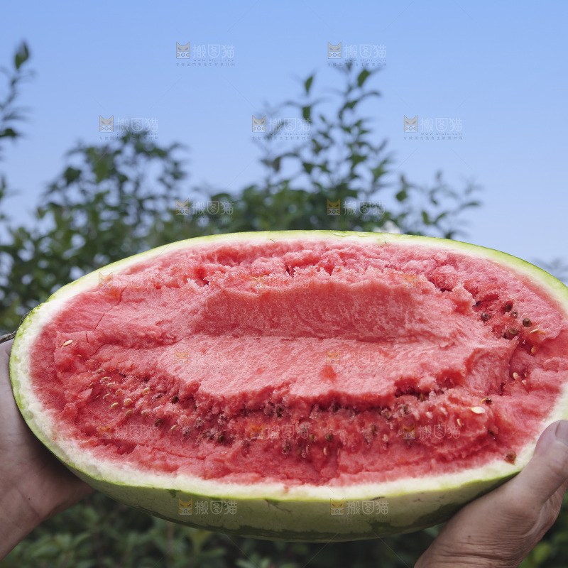 石头瓜