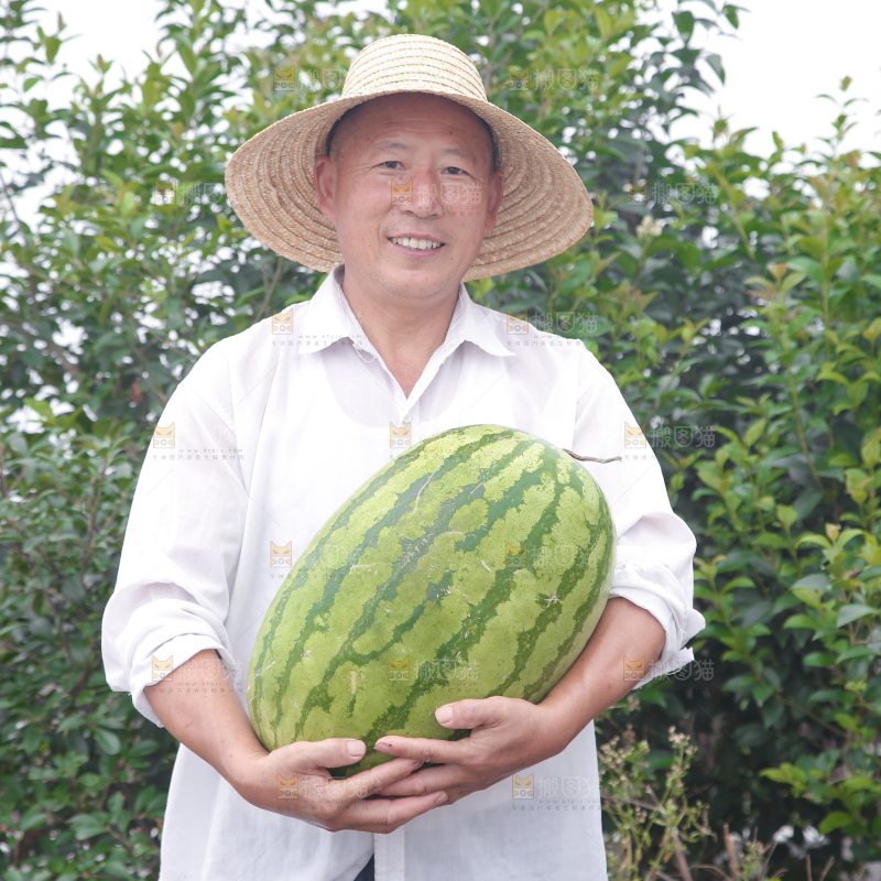 石头瓜
