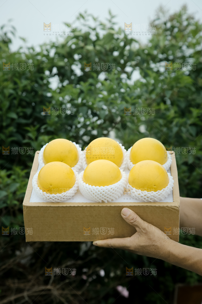 黄晶果