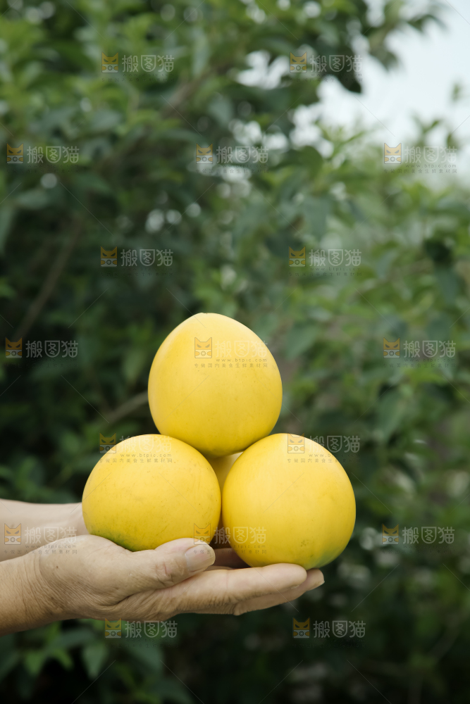 黄晶果