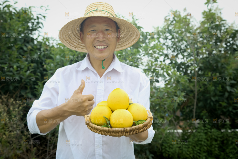 黄晶果