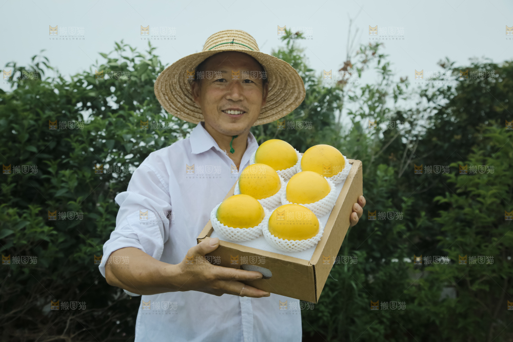 黄晶果