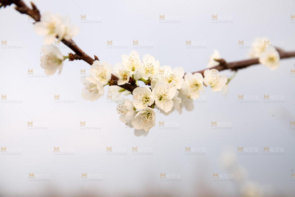 梨花