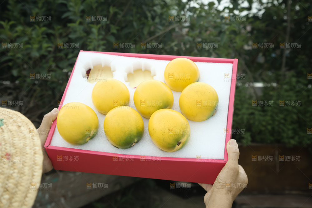 黄晶果