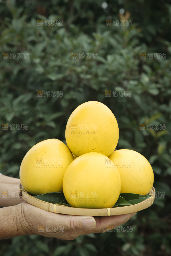 黄晶果