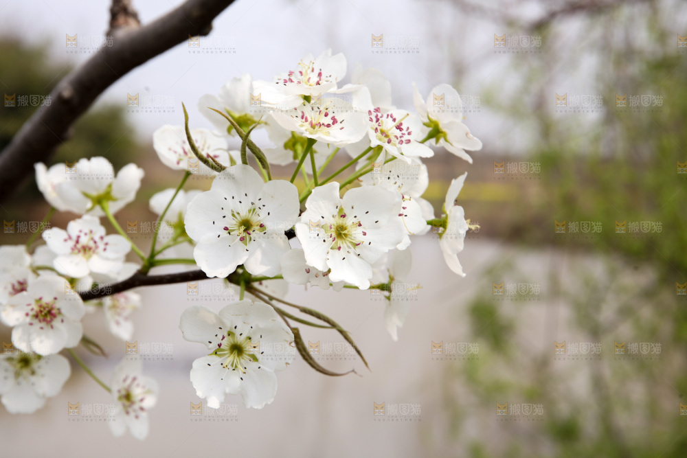 梨花