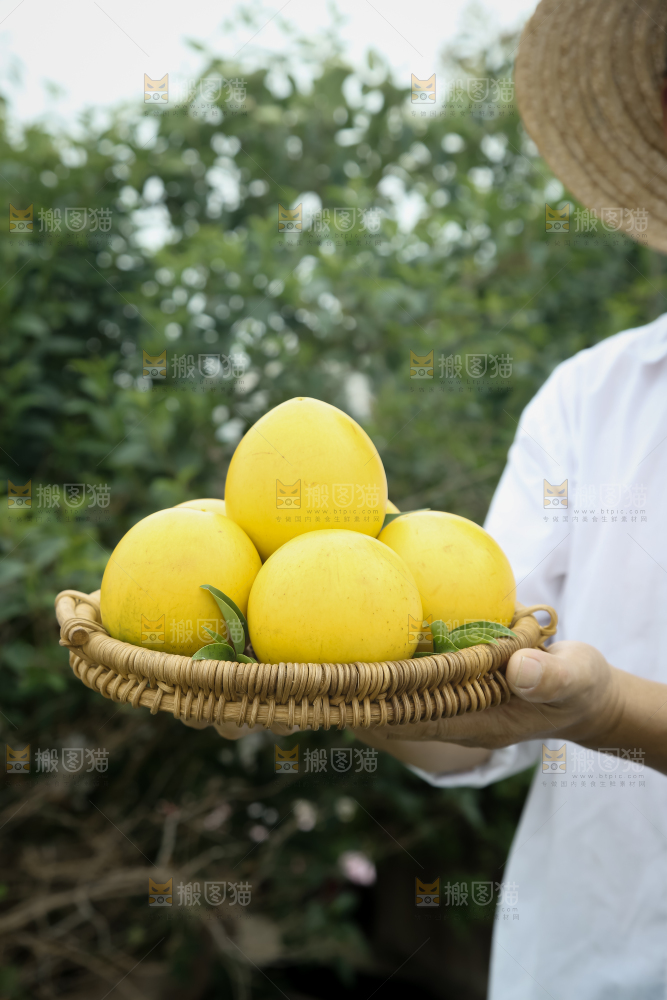 黄晶果