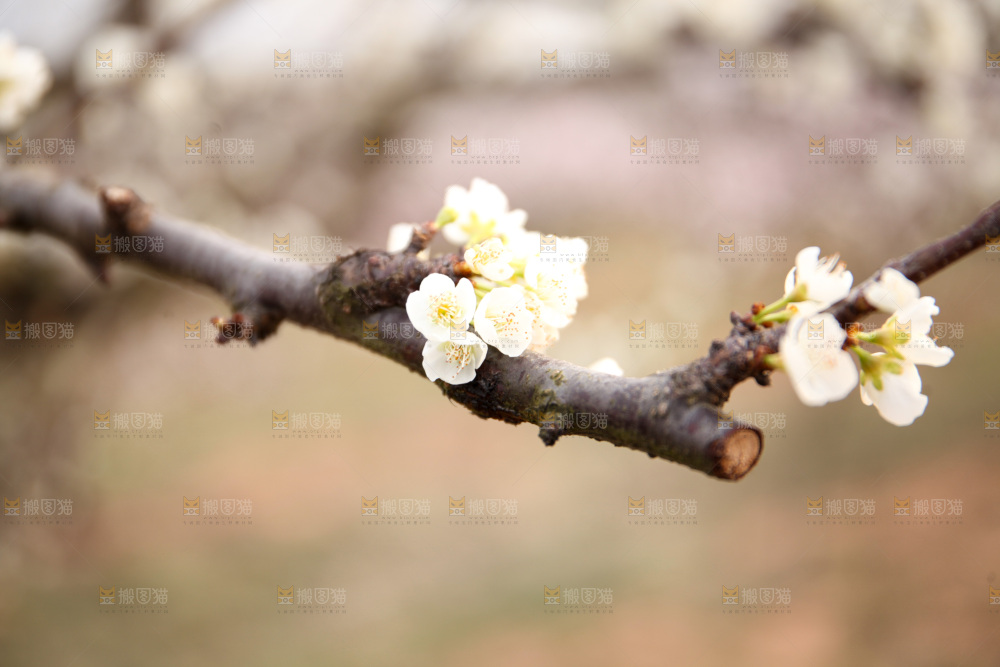 梨花