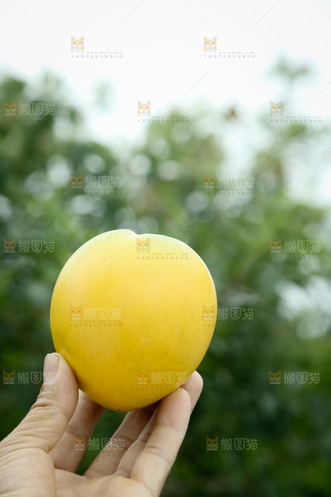 黄晶果
