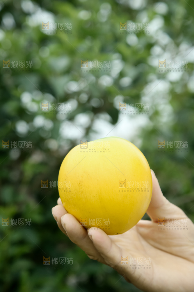 黄晶果