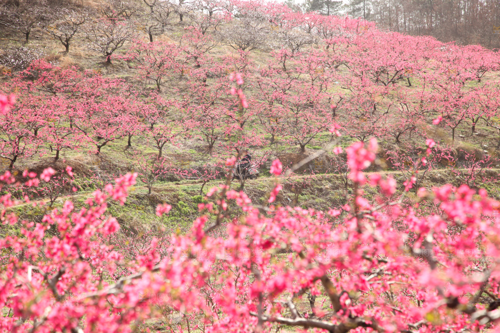 桃花