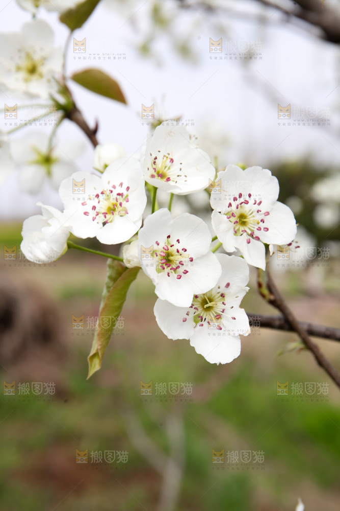 梨花