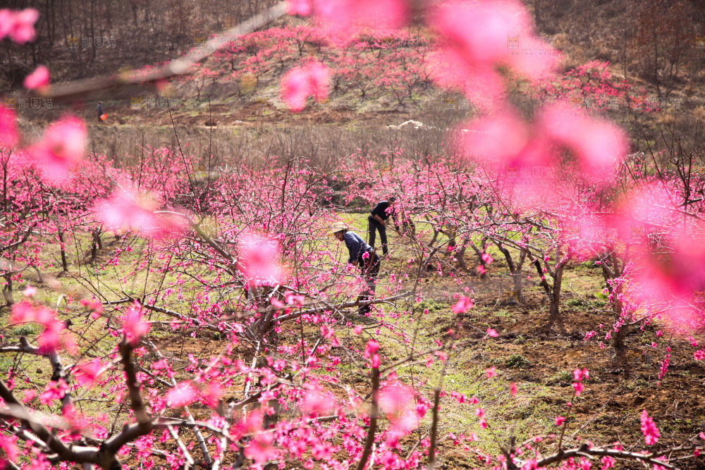 桃花