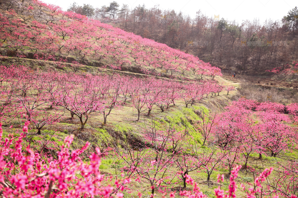 桃花