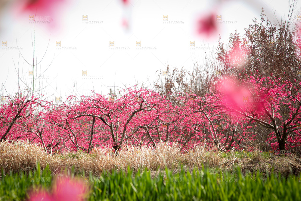 桃花