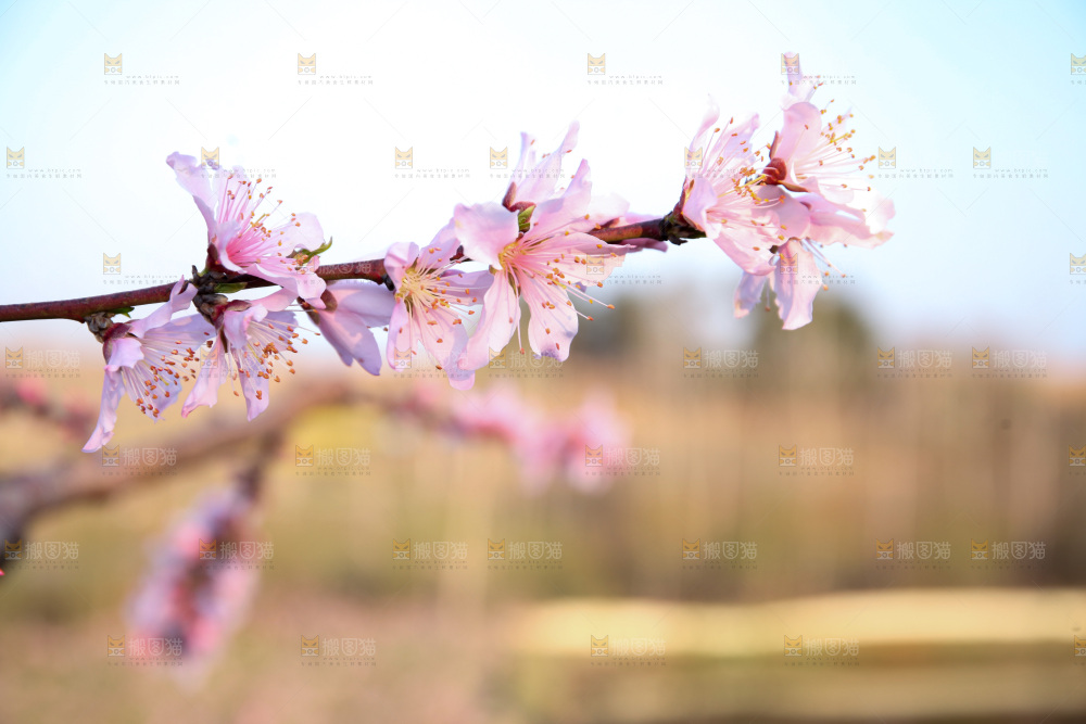 桃花