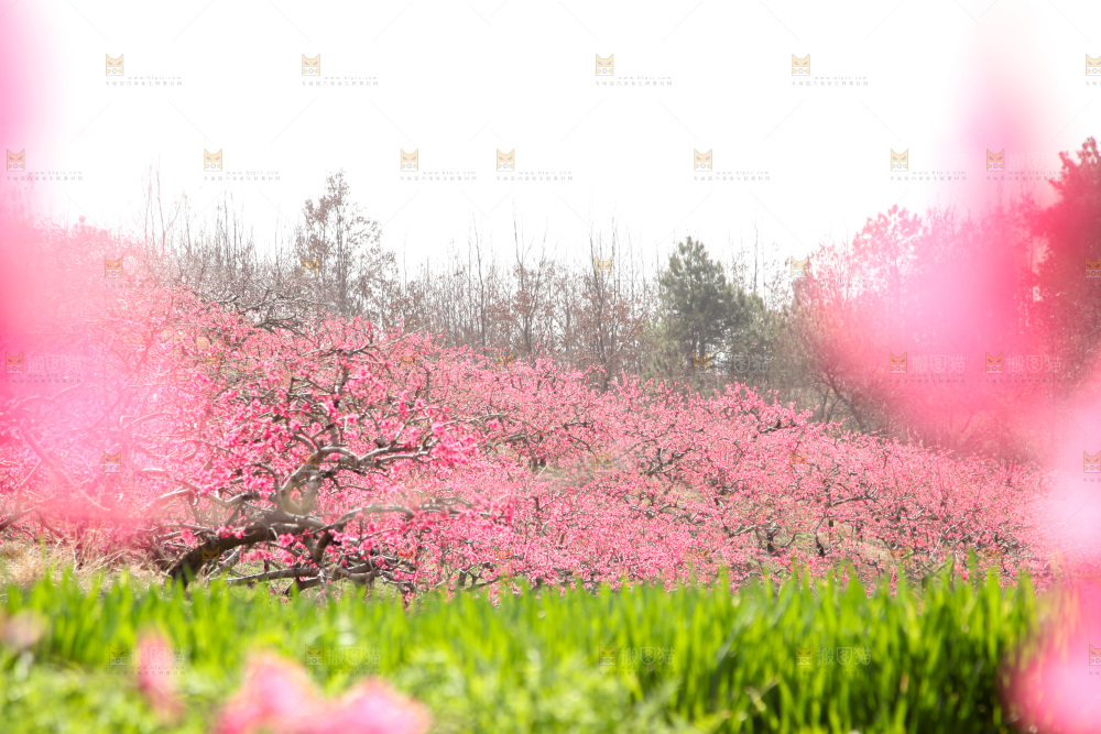桃花