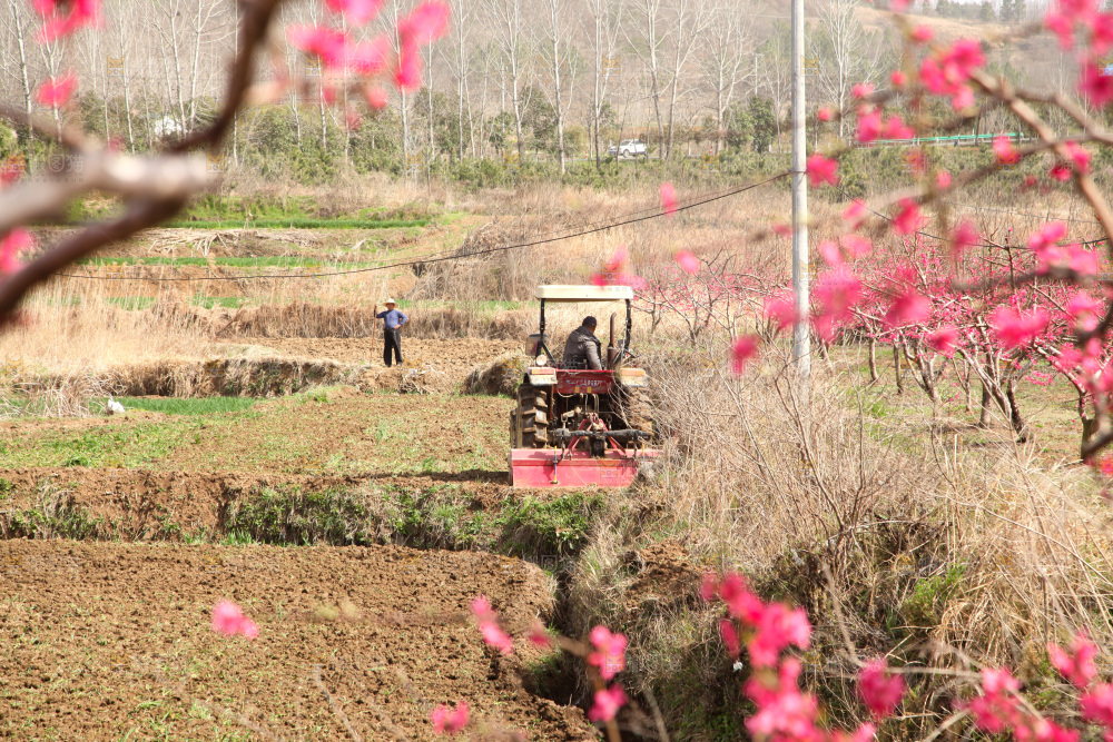 桃花