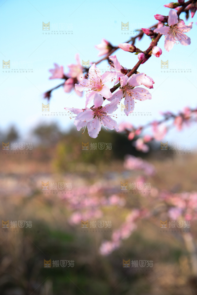 桃花