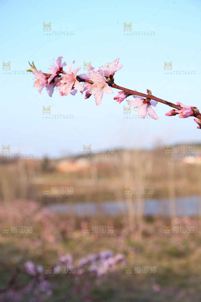 桃花