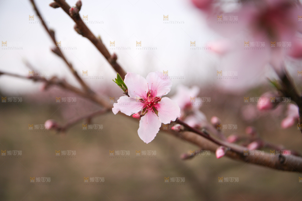 桃花