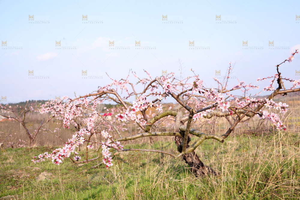 桃花