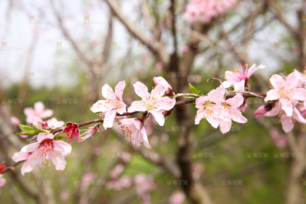 桃花