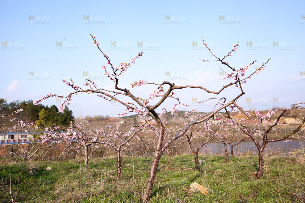 桃花