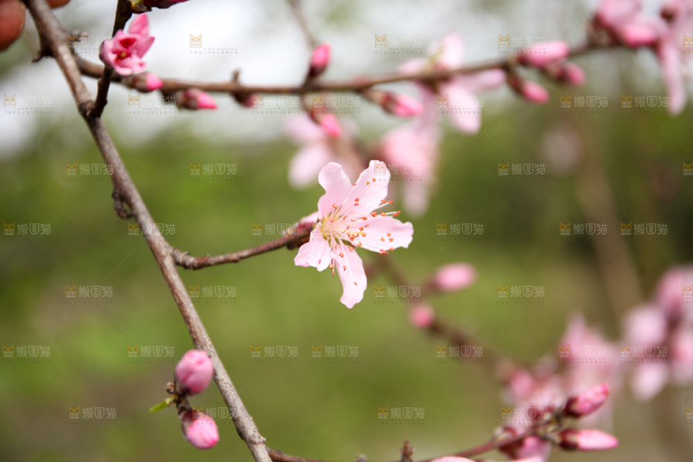 桃花