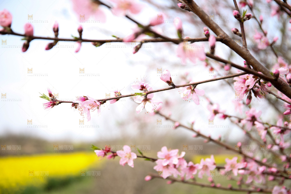 桃花