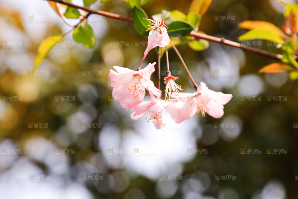 樱花