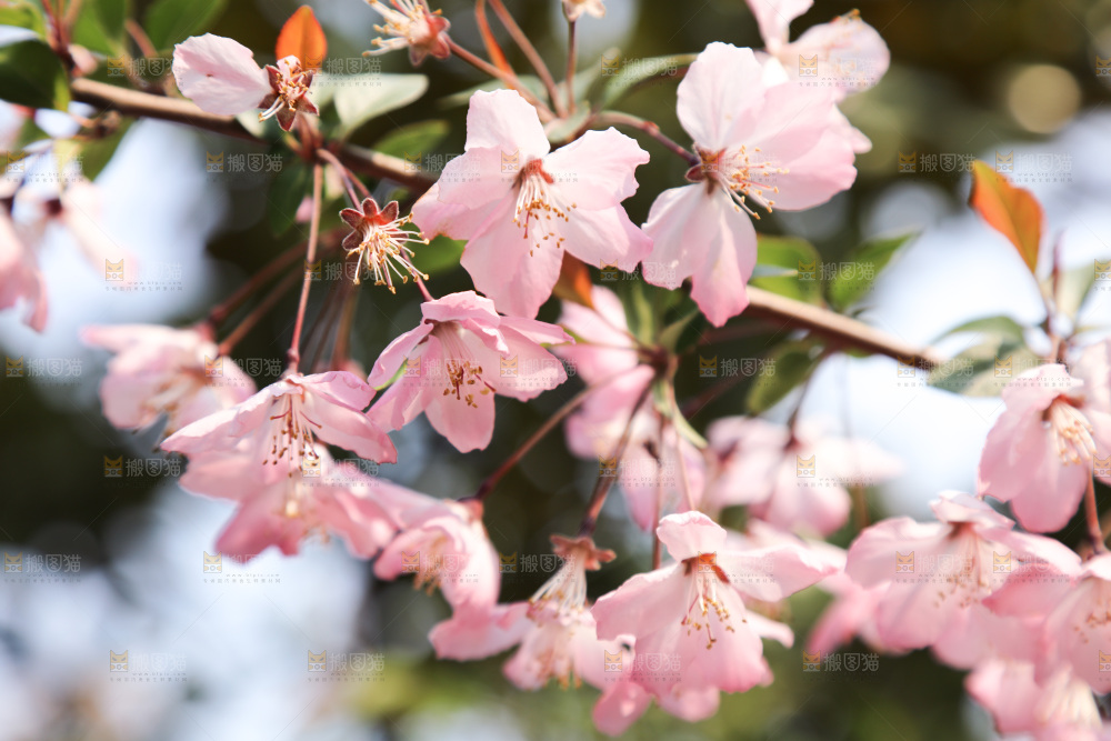 樱花
