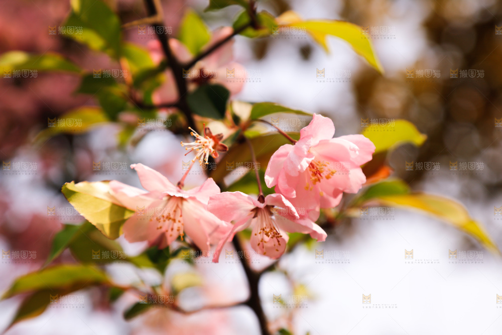樱花