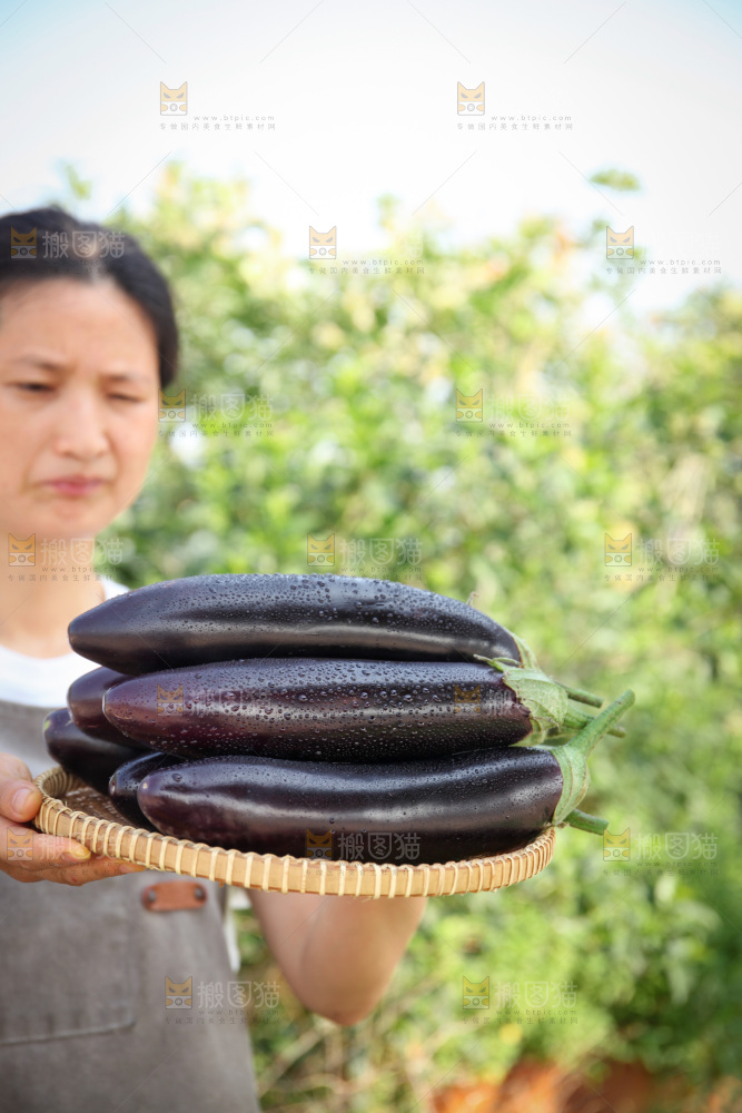 紫茄子